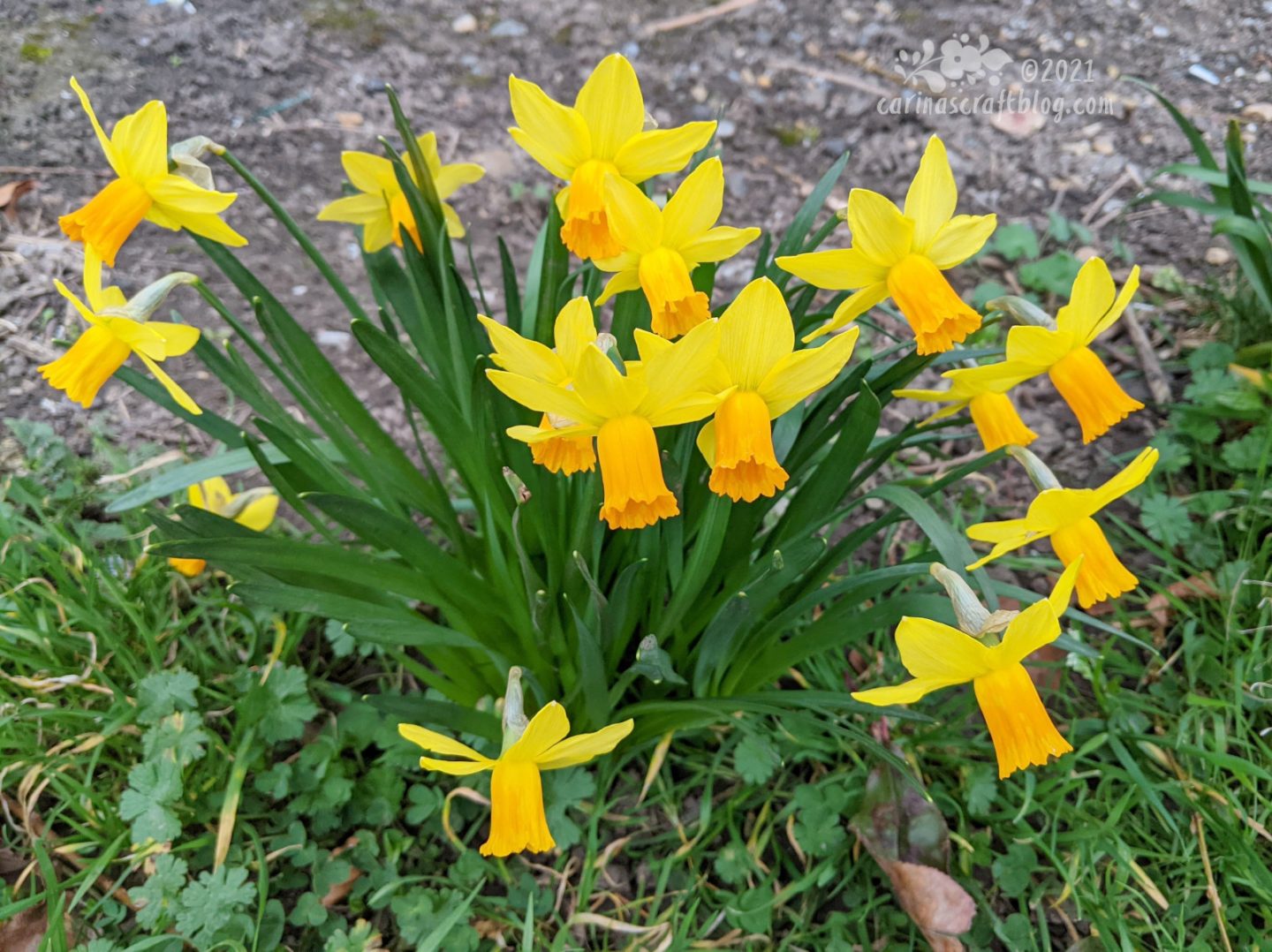 https://www.carinascraftblog.com/wp-content/uploads/2021/02/daffodils-1440x1078.jpg