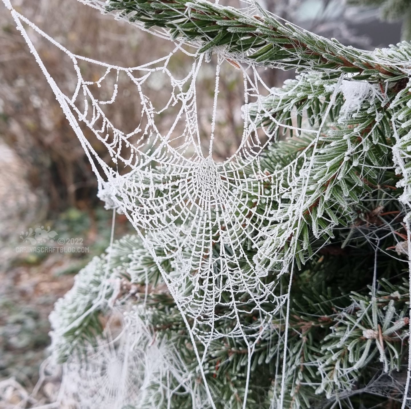 Spiders web covered in frost.