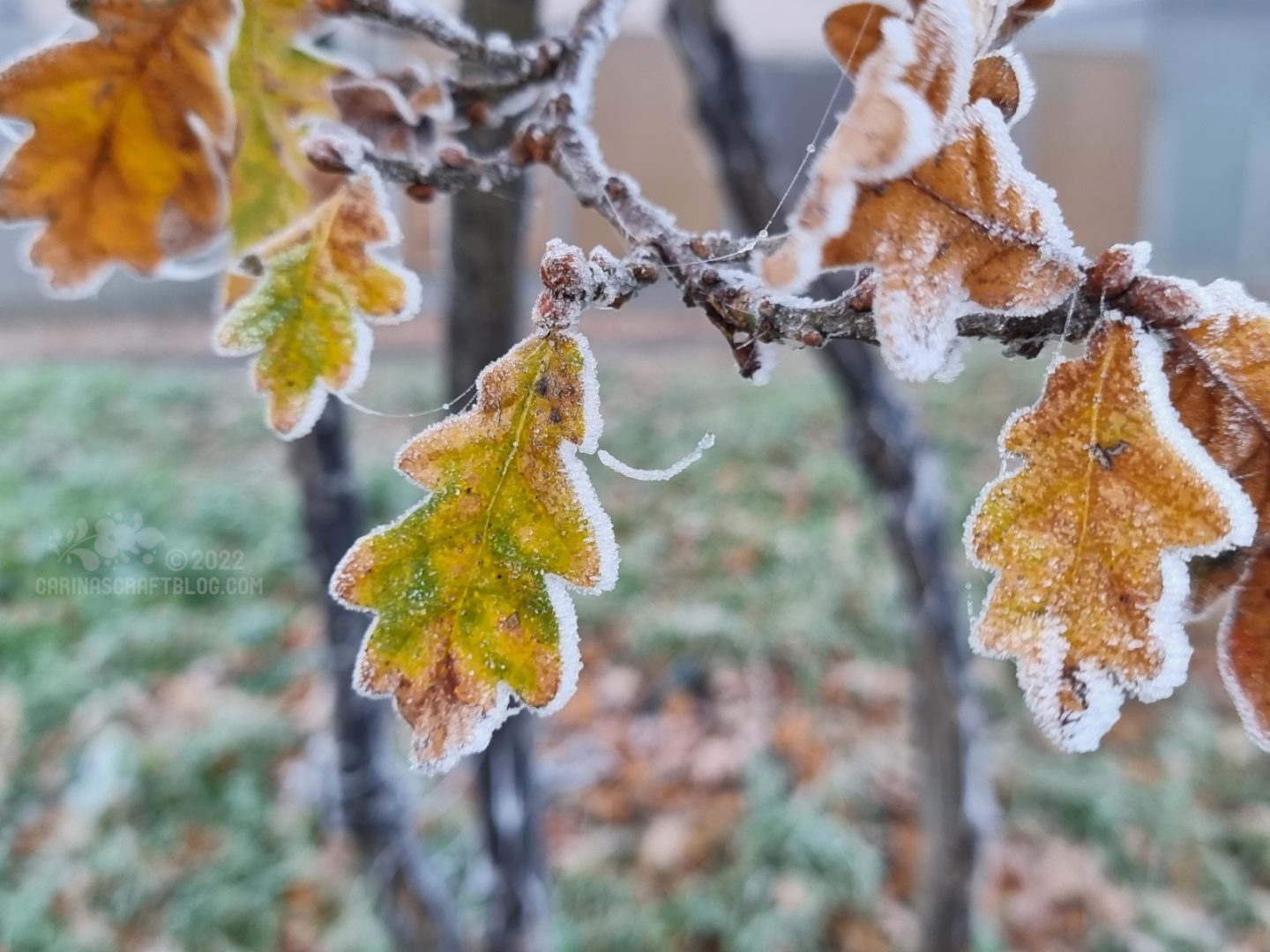 Mottled green and orange oak leaves edged with frost.
