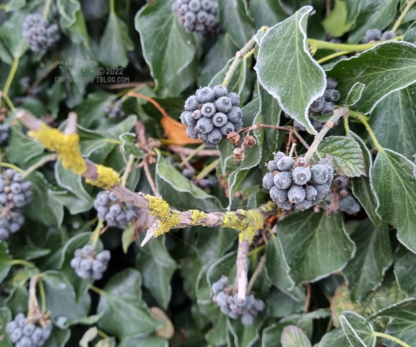 Berries covered in frost.