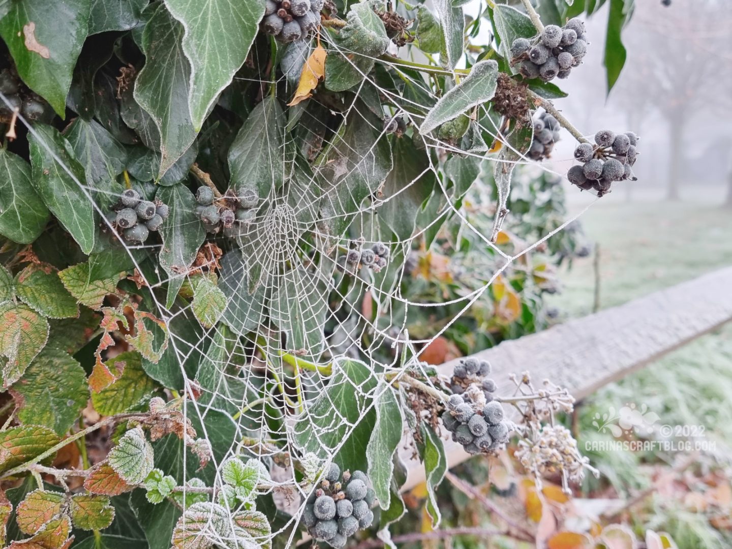 Spiders web covered in frost.