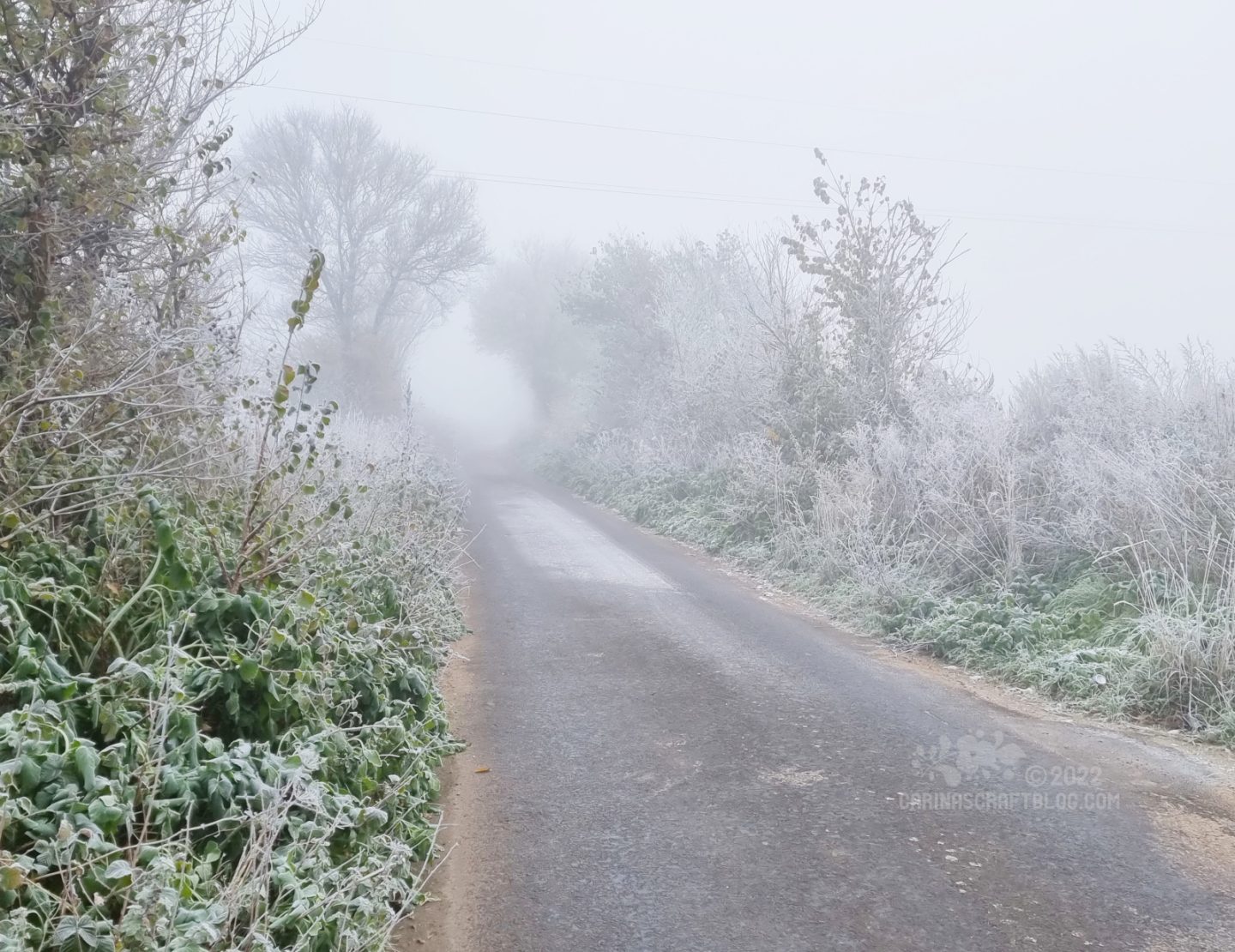 A narrow lane with trees on both sides, covered in frost. In the distance the trees are bowing together over the lane.
