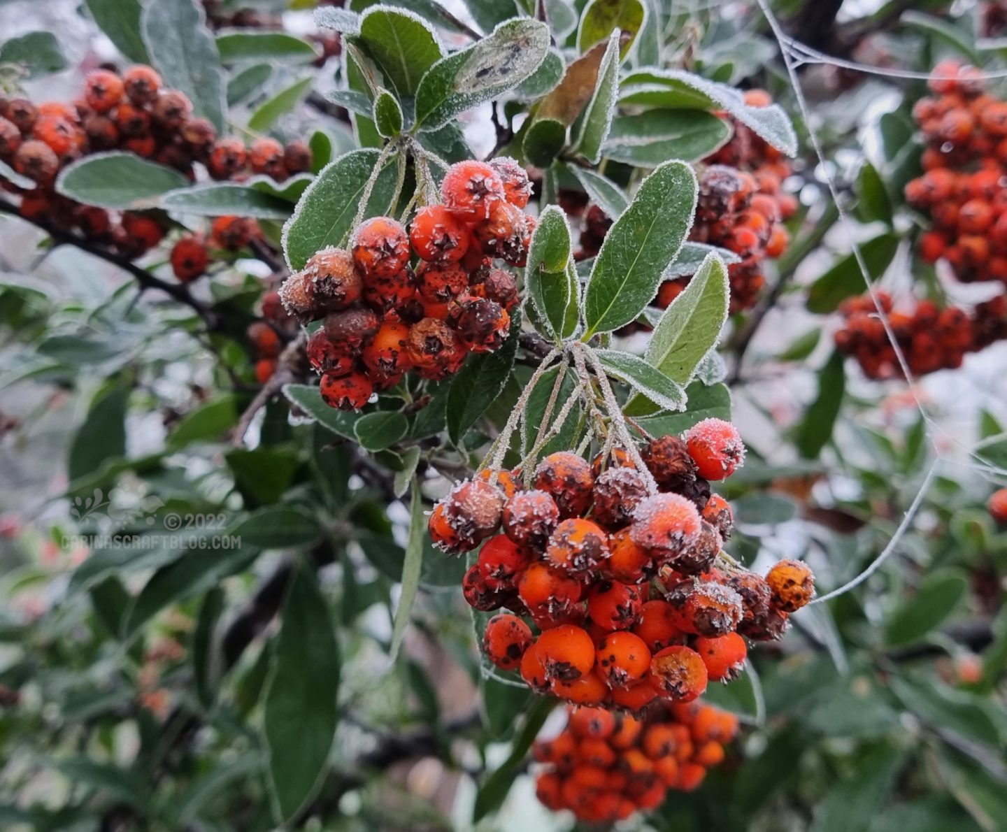 Rowan berries covered in frost.