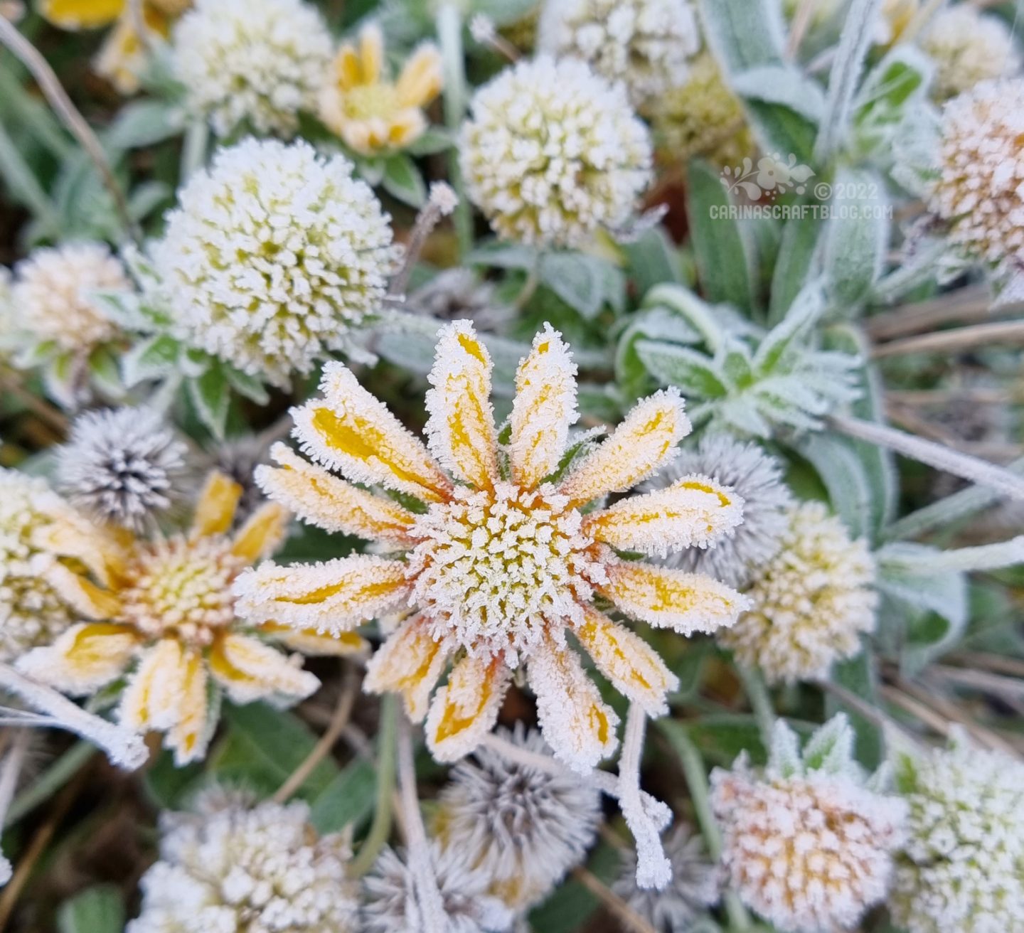 Large yellow daisies encrusted with pearls of frost.