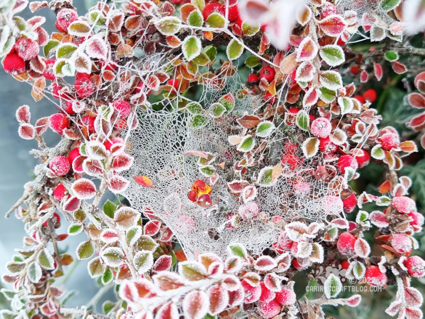 Tiny red berries and leaves form a natural wreath around a finely detailed frosty covered spiders web.