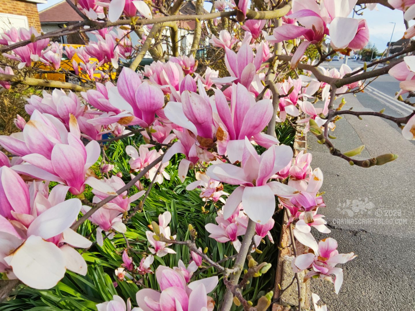 Magnolia tree seen across a low brick garden wall.