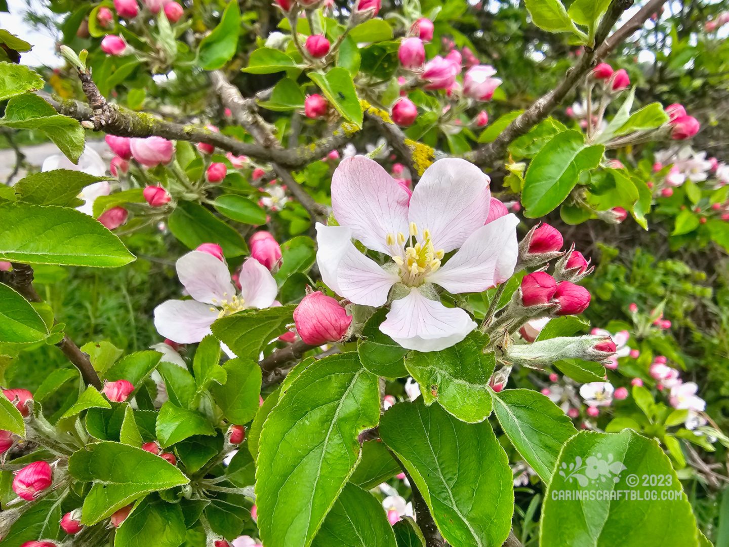 Close view of pale and bright pink apple blossoms among spring green leaves.