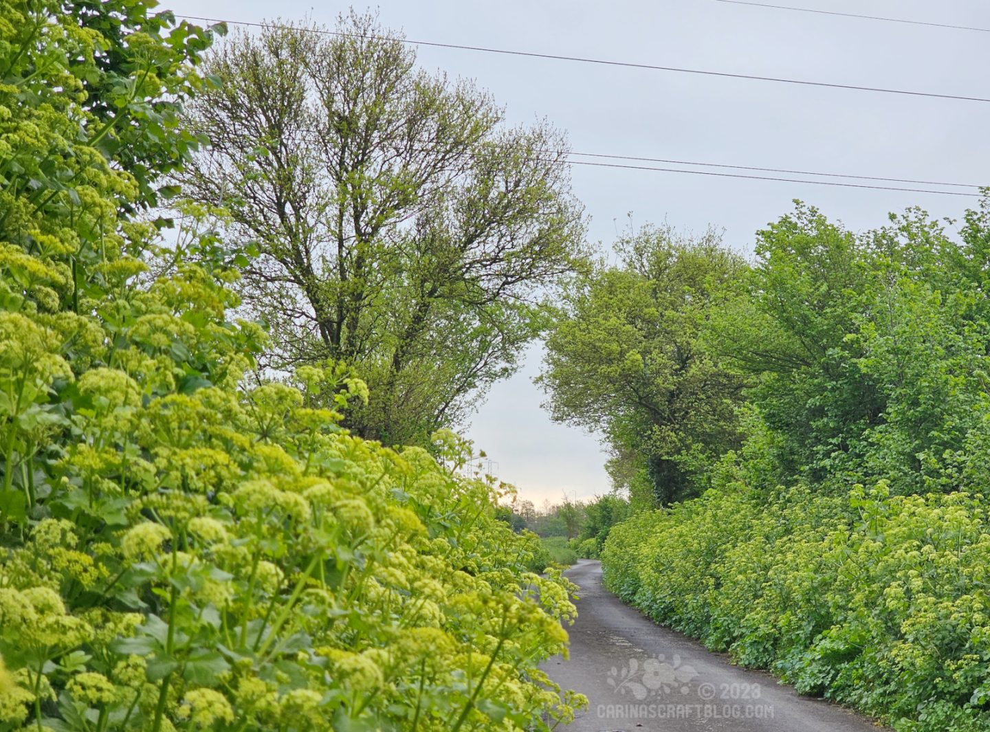 View of a country lane with hedges and trees on both sides, leading towards a slight bend where two trees are almost touching each other across the lane.