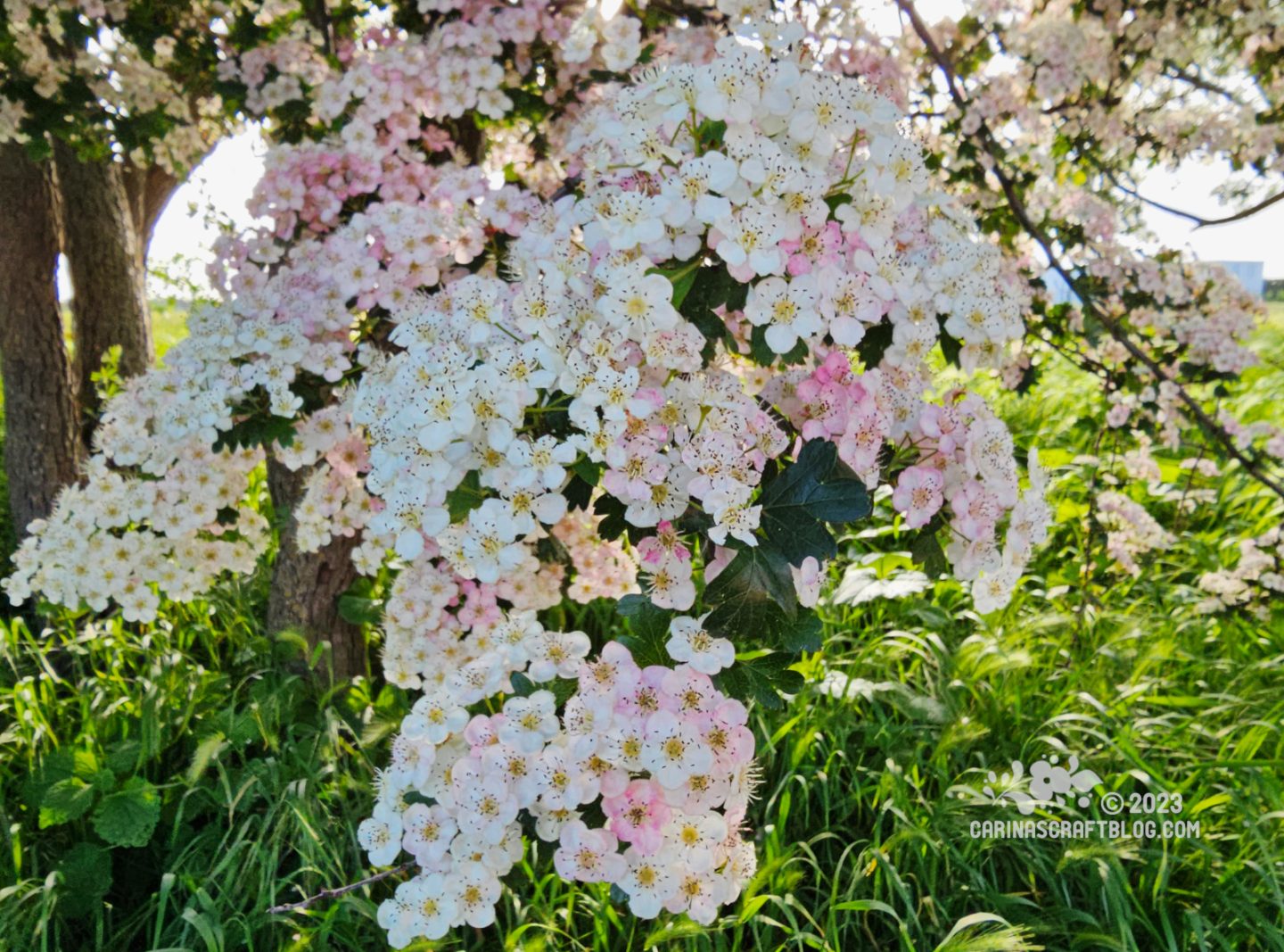 Close view of hawthorn branch full of tiny white blossoms.